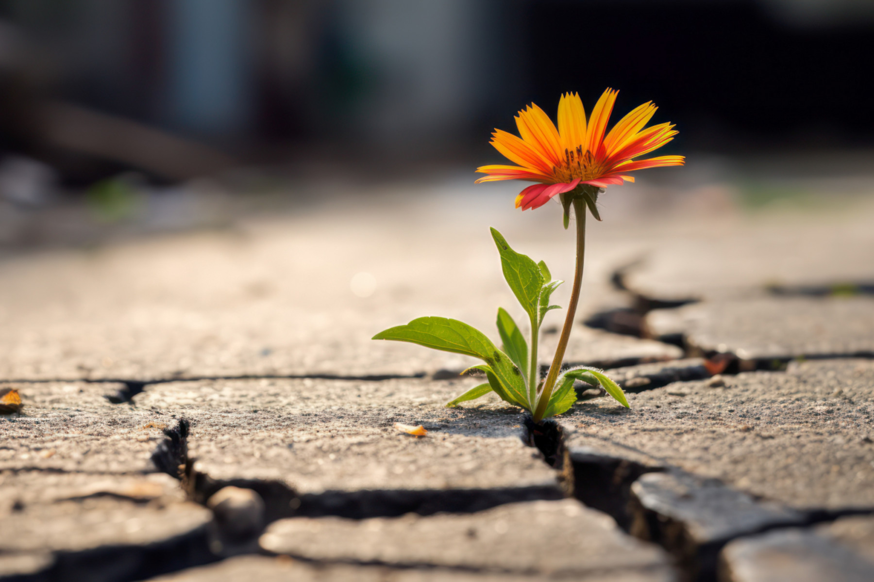 Psychologische Beratung bei schwierigen Lebensphasen / Übergänge von SVIAE